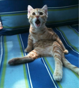 gato_shokeado